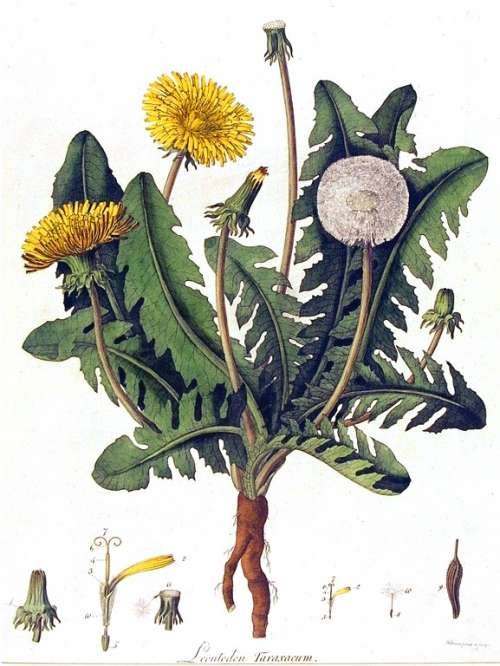 Botanical-Flower-Dandelion-engraving