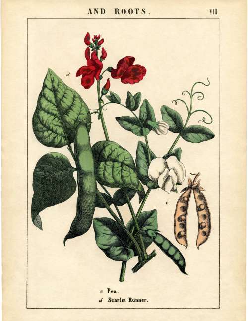 Botanical-Peas-Printable-GraphicsFairy-sm