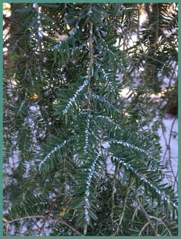 A Tsuga specimen with Hemlock Wooly Adelgid