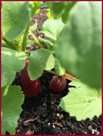 Radishes peeking out...