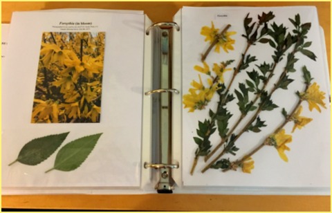 A page from my project showing forsythia.