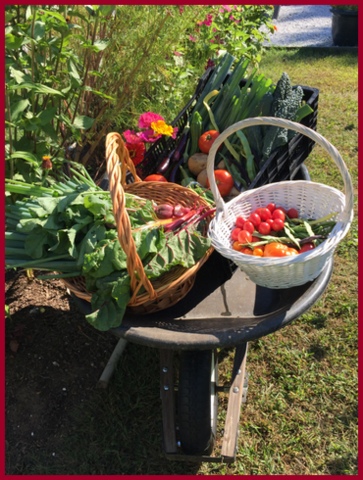 One day's harvest to be donated. A real sense of community is felt in the demonstration garden.