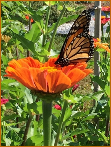 A monarch visits one of the Demo Garden's flowers.