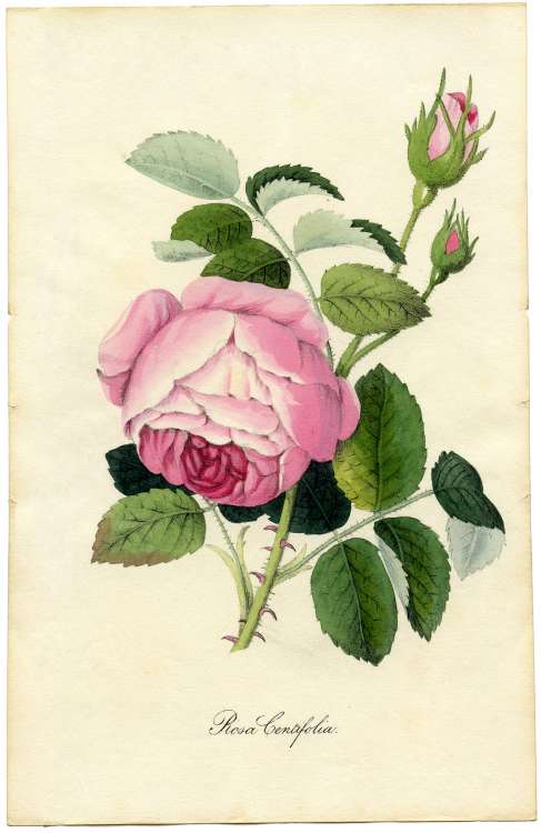 Vintage-Printable-Botanical-Rose-GraphicsFairy-sm