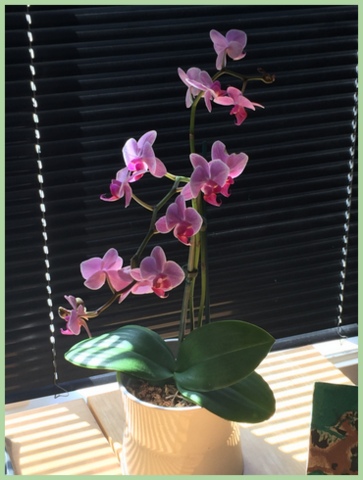 I love my orchid sitting on my desk. Find beautiful orchids at a bargain price ($9.99 and under) at Ikea.