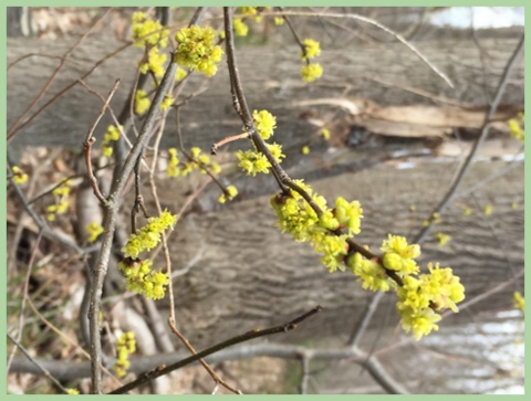 Our forecast looks better every week. By the end of the month, we should see beautiful, native Spice bush blooms (Lindera benzoin) outside. Photo 4/24/15