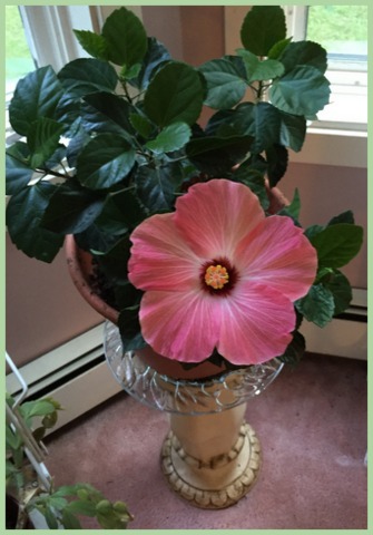 My hibiscus loves its sunny window. When it blooms, its such a treat!