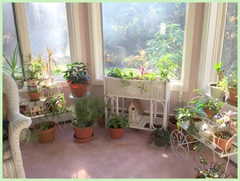 My sun room, dubbed the "tea room" is filled with houseplants and where I over-winter some of my patio plants.