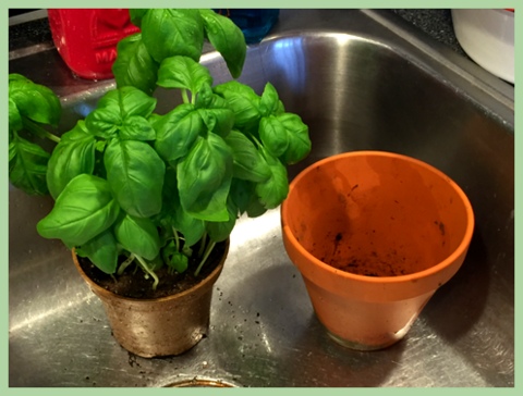 When re-potting, go two inches bigger from your previous pot. 