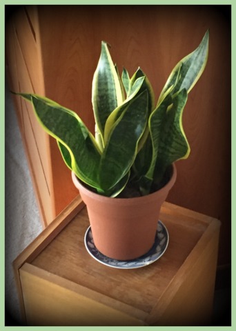 Mother-in-Law’s Tongue (Sansevieria trifasciata) does well in low light areas.