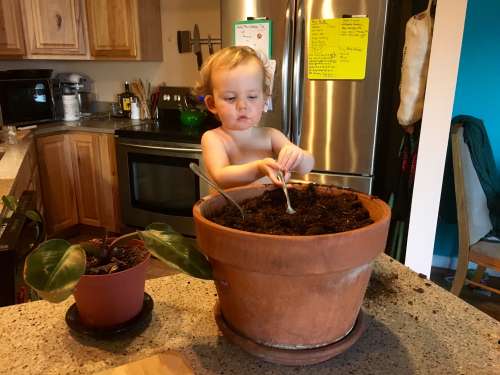 Potting up rootbound Houseplants is a special thing to do! 