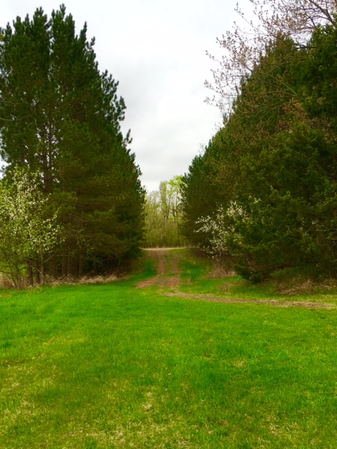 Country road, take me home...(driveway to my mom's farm in MN)