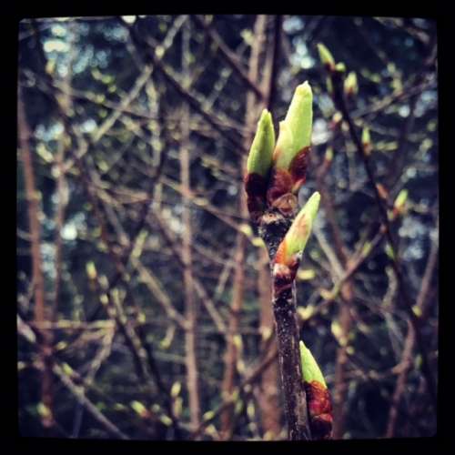 Birch buds starting in AK before we left.