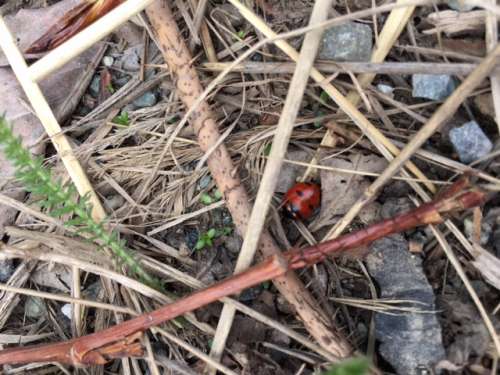 Ladybug hiding in debris on the edge or a parking lot. Wildness is everywhere. 