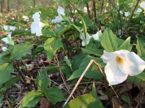 Trilliums in spring!