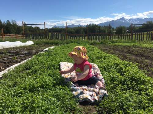 Didn't believe me about the impending doom of the chickweed?  Here it is.  There are carrots in there...somewhere!  Opal is floating on the doom.  Organic farming is about 65% weeding, right?