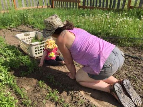 I felt like a superhero this day after rescuing hundreds of carrots from the impending doom of chickweed!