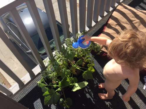 Hot time, summer in the city!  Oh, to be a constantly naked toddler...My tomatoes need to be potted up!