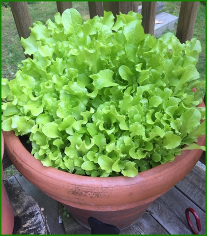 Lettuce stops producing in very warm degree temps. 