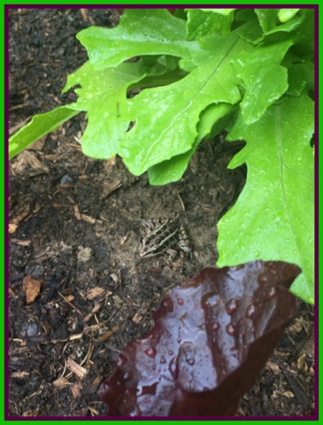 A little friend cools in the shade of my lettuce.