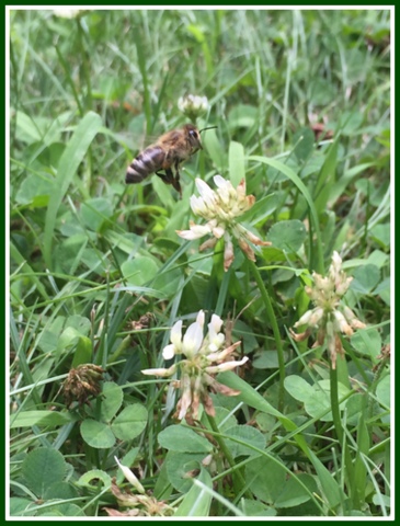 A busy bee in my yard...