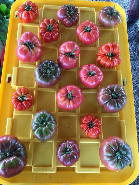 These heirloom tomatoes are too beautiful to end up in a landfill!