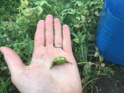 2.5 peas in a pod!  Too ugly for selling, but will be yummy in my tummy come December...