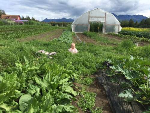 This is just a cute picture of a farm baby.