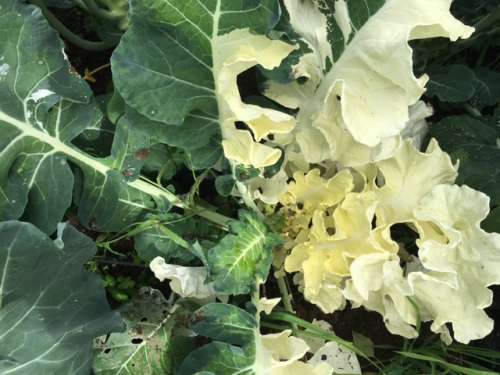 I hope this half albino broccoli matures properly.  So cool!