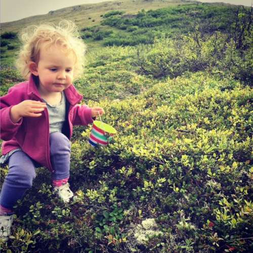 Ava ate more blueberries than she picked, and I can't blame her! 