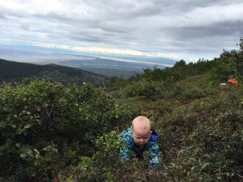 Opal in an alpine blueberry patch. 