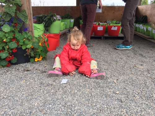 Ava makes "purple cakes" out of pebbles any chance she gets.  Nothing goes to waste in her world!