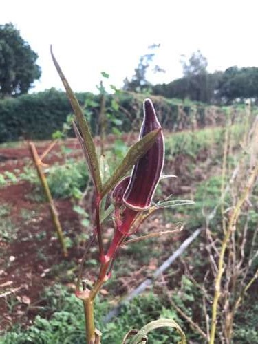 Red Okra left on the plant for seed saving.