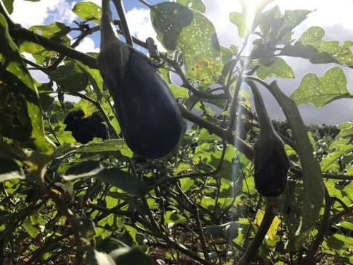 Eggplants bob in the sun on their huge (4' tall!) plants/bushes. 