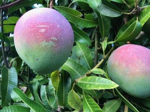 One of my favorite fruits: Mangos!