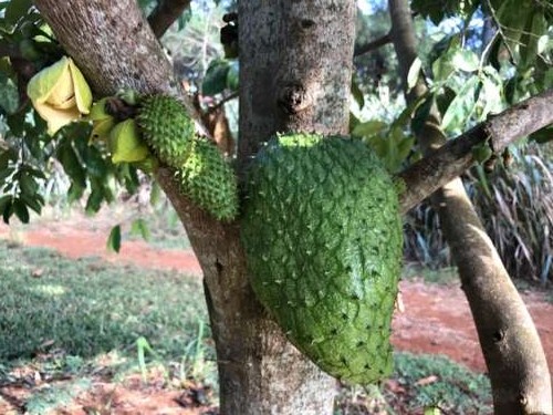 My mouth waters looking at this photo of soursop.  I was continuously surprised by the way these plants grow--these fruits seem to grow from the trunk and branches as well as on new growth.  Fascinating!