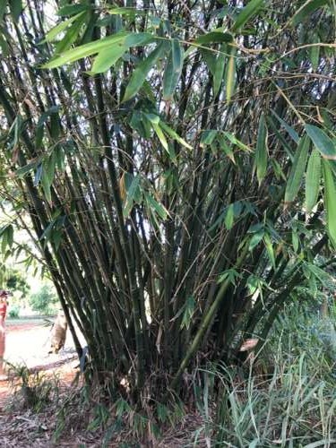 Stands of bamboo provide materials for simple structures and tools.