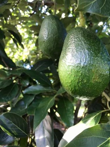 Beautiful, huge avocado.  The farm grows more than 15 varieties!