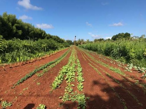 Recently sown greens pop against the red soil of Anahola.