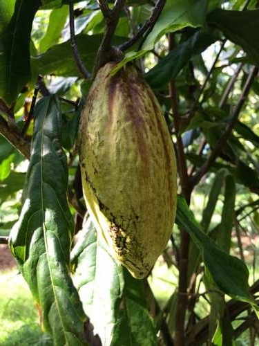 Cacao pod.  Am I dreaming?!?