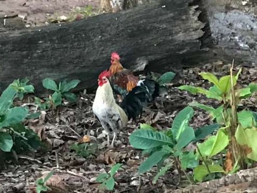 There are thousands of feral chickens on Kauai.