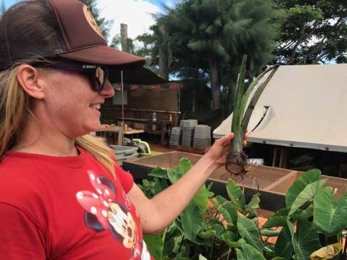 Tropical Farmgirl Alli in her element--showing us a taro top.  This will help grow more taro--it will soak in water to encourage the root to grow and then will be planted.  A new root (the edible part of the plant) will regrow.  Pretty neat!