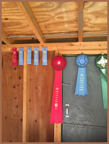 Some of the alpaca's winning ribbons