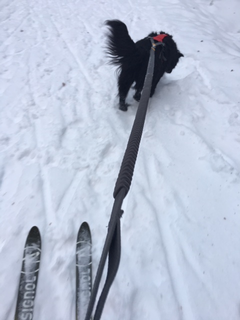 Getting out in the winter wonderland with snow dogs!