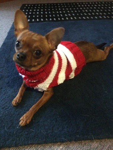 From chihuahua sweaters...