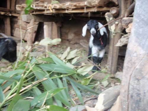 One of Yuba's goats.  Yuba had come to me with those leaves and tried to tell me something about eating them, I was confused.  I later saw that he was encouraging me to feed his goats!  The comedy of language barriers! 