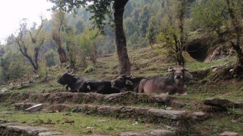 I saw these on my brother's birthday.  As a kid, his favorite animal was the water buffalo.  Coincidence?  