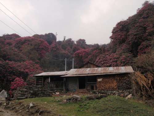 Those pink trees are all rhododendrons!