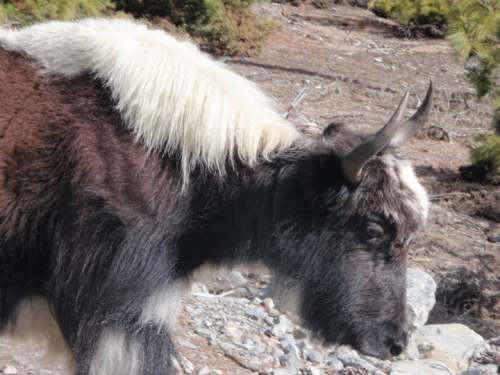 One of many yak sightings.