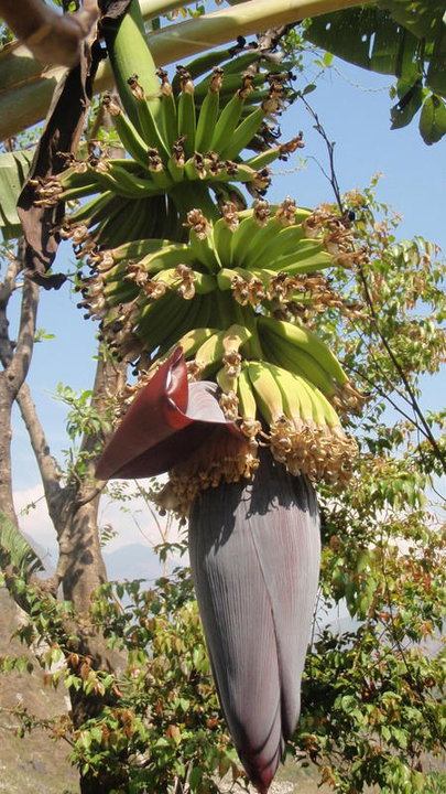 The lower elevations of the hike are verdant and nearly tropical.  Bananas, tropical flowers and rice paddies are common.  The population is largely Hindu. 